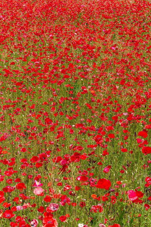 一面に咲く赤いポピーの満開の花畑