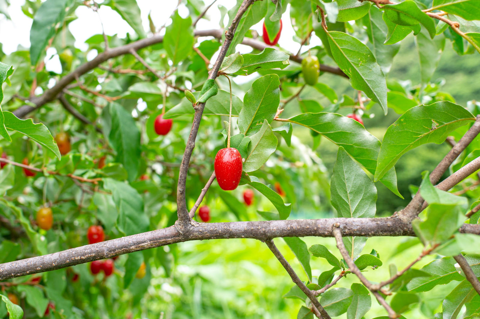緑の葉に囲まれた枝に赤い小さなグミの実がなっている様子