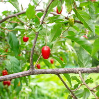 スグリ園のグミの木に実った赤い果実と緑の葉の写真