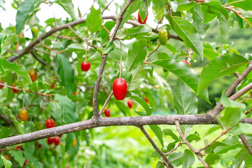 スグリ園のグミの木に実った赤い果実と緑の葉