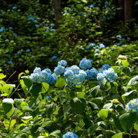 辺り一面に群生する紫陽花と緑の林（アジサイ公園）の写真