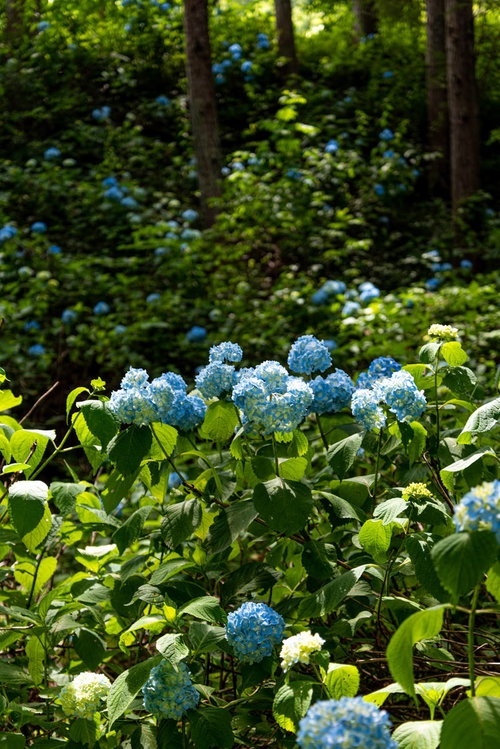 辺り一面に群生する紫陽花と緑の林（アジサイ公園）