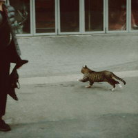 むっちり猫がコンクリート舗装を全力ダッシュの写真