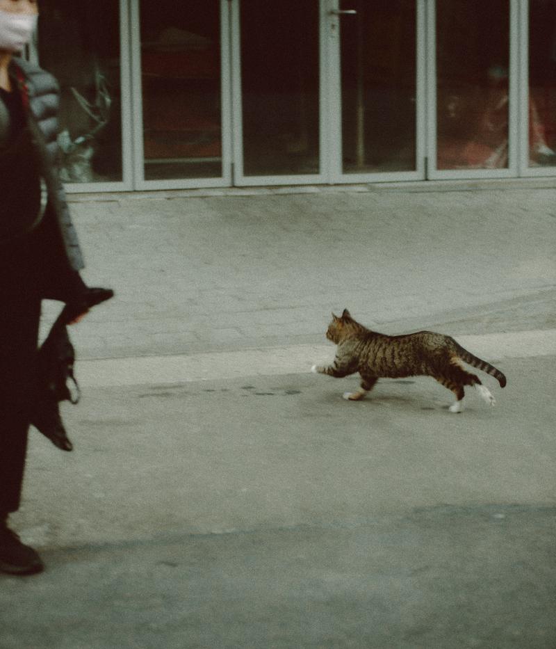 縞模様の猫がコンクリート路面を走っている様子