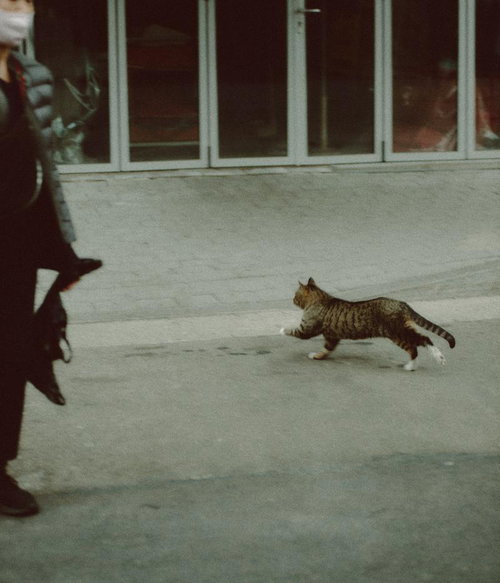 むっちり猫がコンクリート舗装を全力ダッシュ