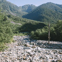 笠ヶ岳・小池新道のシンボルツリーと渓谷の登山道風景の写真