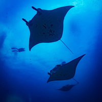 ダイバーと共に泳いでいくマンタの海中撮影の写真