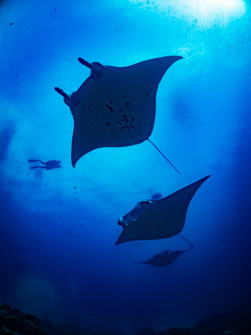 ダイバーと共に泳いでいくマンタの海中撮影