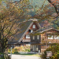 秋の岐阜県白川郷合掌造りの家と紅葉、茅葺き屋根の古民家集落の写真