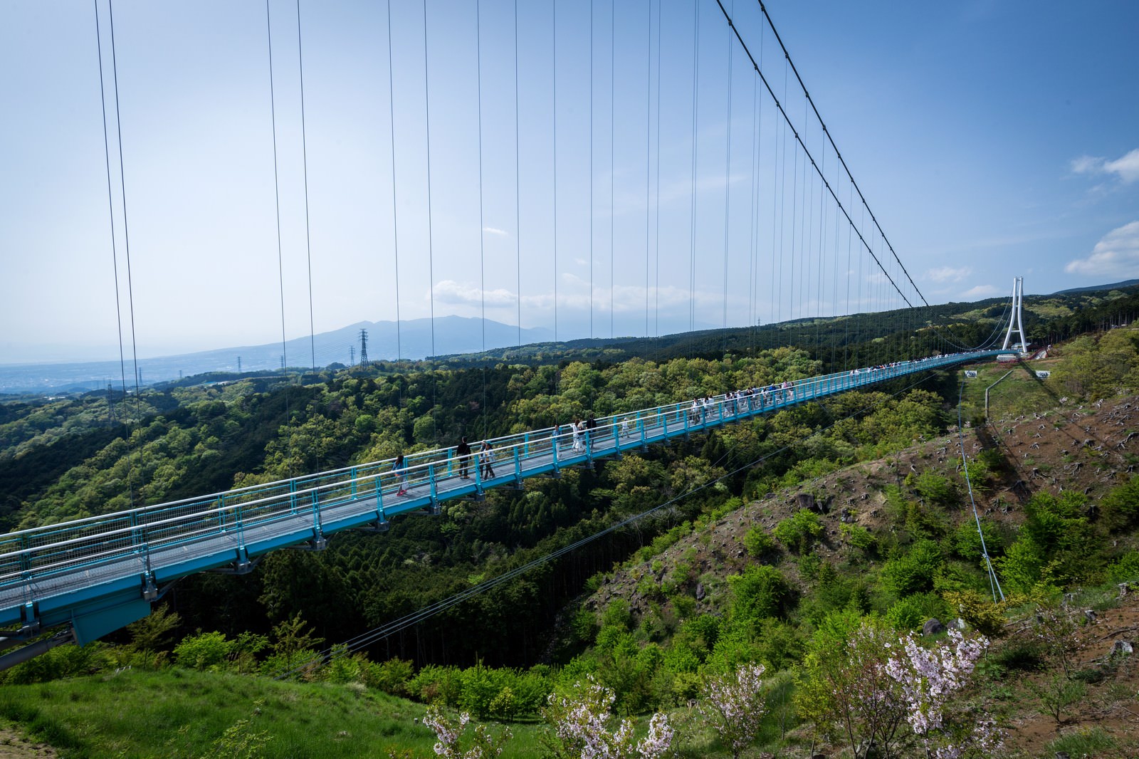 青空の下の緑豊かな山間に架かる三島スカイウォークの吊橋