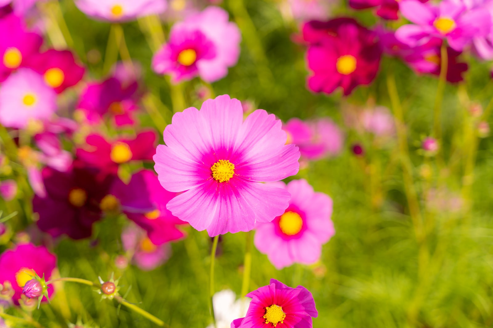 ピンクの花びらが美しく咲く秋桜（コスモス）の花