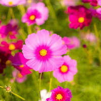 ピンク色に花開く秋桜、緑の茎に支えられた美しい開花の瞬間の写真