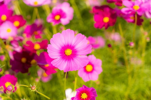 ピンク色に花開く秋桜、緑の茎に支えられた美しい開花の瞬間