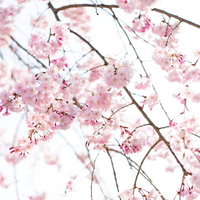 さくらの花咲く公園のしだれ桜の写真