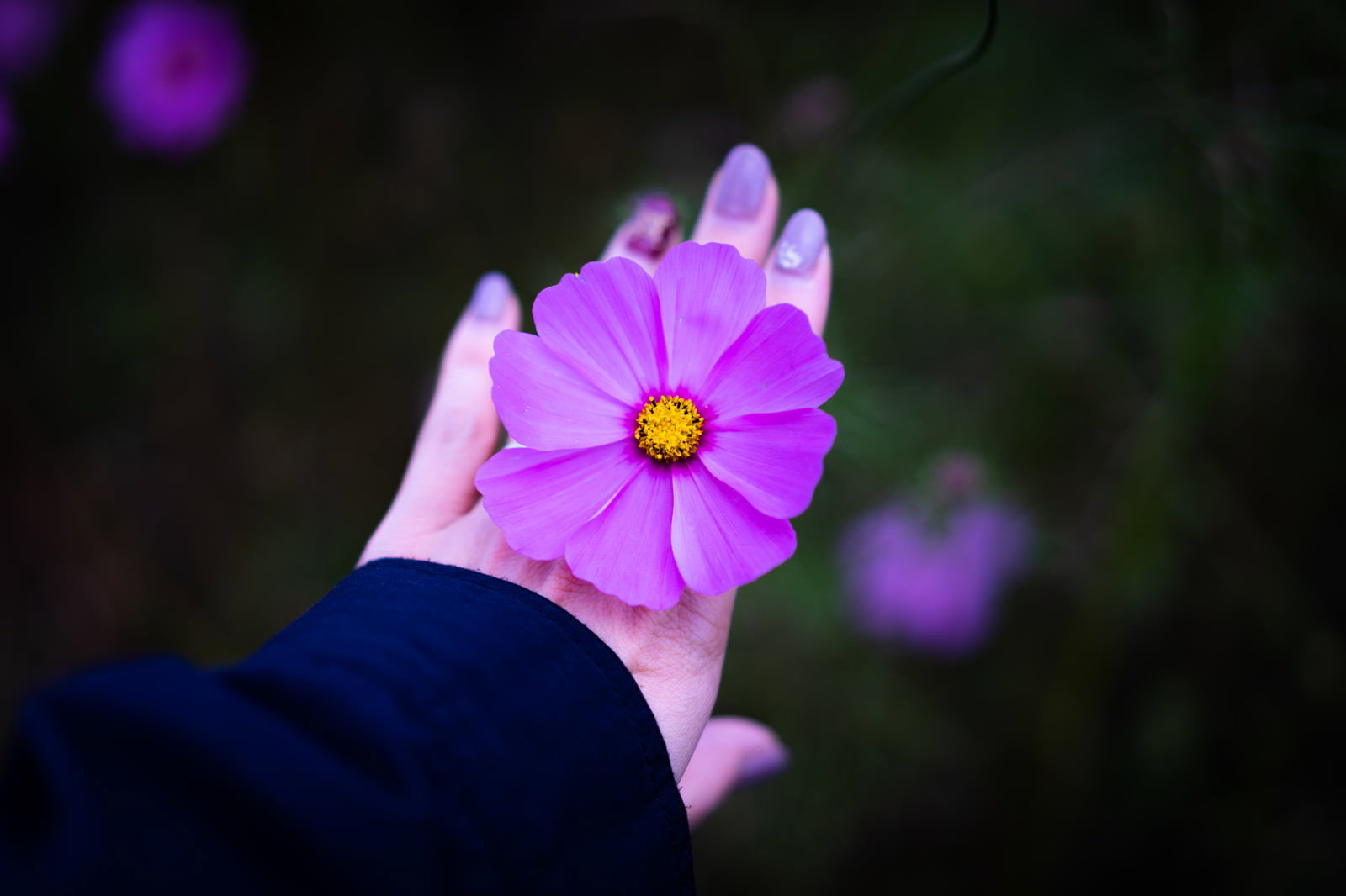 手のひらの上に紫ピンク色のコスモスの花が一輪置かれている