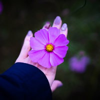 手のひらに乗せたコスモスの花の写真