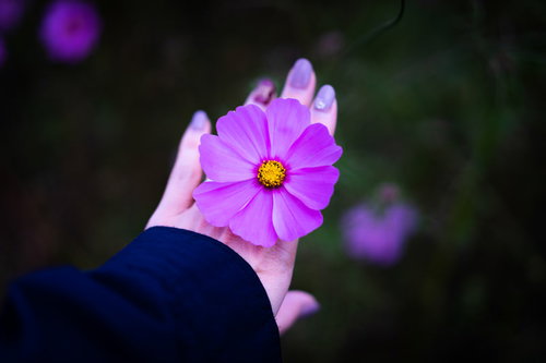 手のひらに乗せたコスモスの花