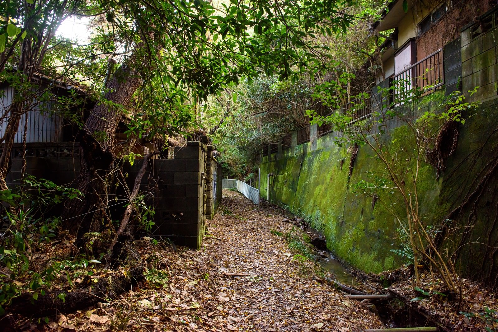 草木に覆われた無人の集落の建物と石段の道
