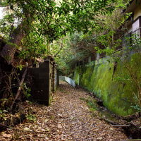 草木に覆われた無人の集落 - 廃墟と自然の融合の写真