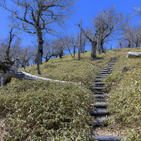 大台ヶ原の大杉谷ルート山頂付近に続く石段と登山道の写真