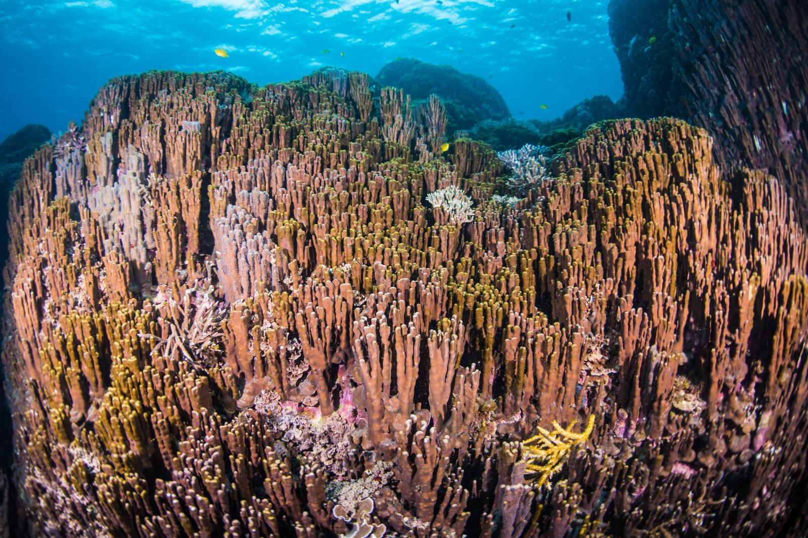 沖縄大浦湾の海中に密集して群生する褐色と緑色のアオサンゴと白い小枝サンゴ