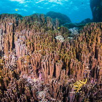 大浦湾の古代サンゴ（アオサンゴ・青珊瑚の群生）の写真