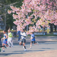 満開の桜並木を走る市民マラソンのランナーたちの写真