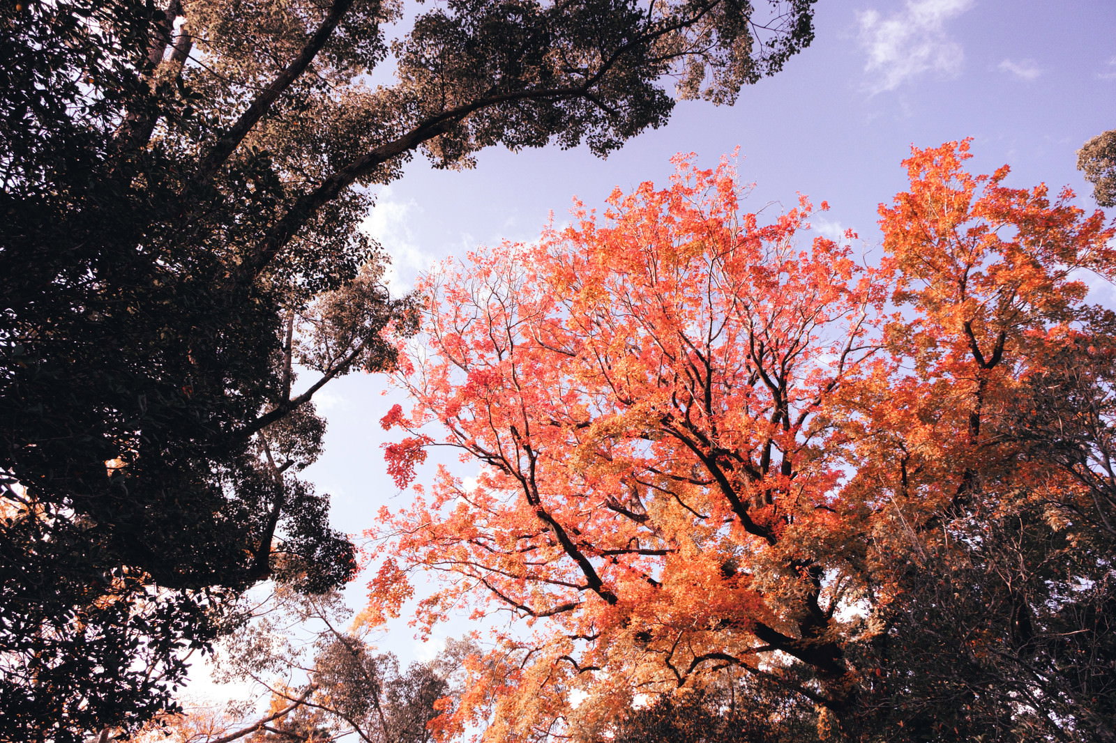 紅葉した木々を見上げた秋の青空