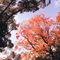 秋の紅葉した木々と青空（見上げ）の写真
