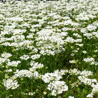 一面に咲く白い小花の花畑の写真