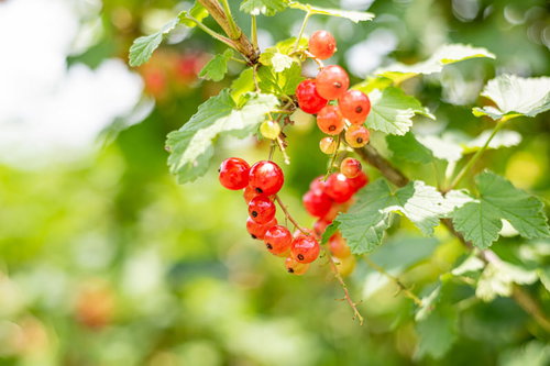 スグリ園で収穫されるレッドカラントの木と赤い実