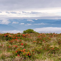 美ヶ原高原に咲くレンゲツツジと雲海の眺めの写真