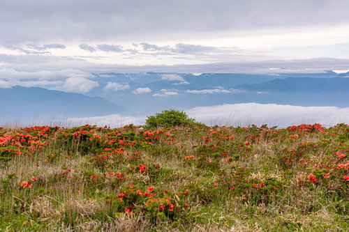 美ヶ原高原に咲くレンゲツツジと雲海の眺め