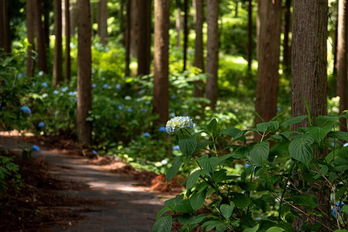 梅雨の季節に遊歩道沿いに咲く薄紫色の紫陽花