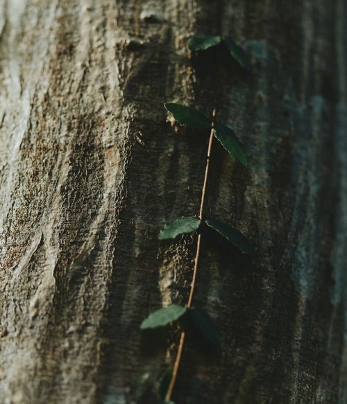 コンクリート壁を登る蔦の幹と新芽