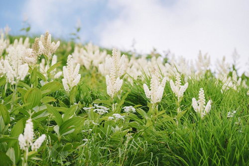 笠ヶ岳の小池新道に咲くバイケイソウ畑が満開の季節