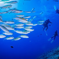 ダイバーを見つめながら泳ぐノコギリダイの群れの写真