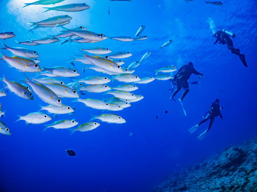 ダイバーを見つめながら泳ぐノコギリダイの群れ