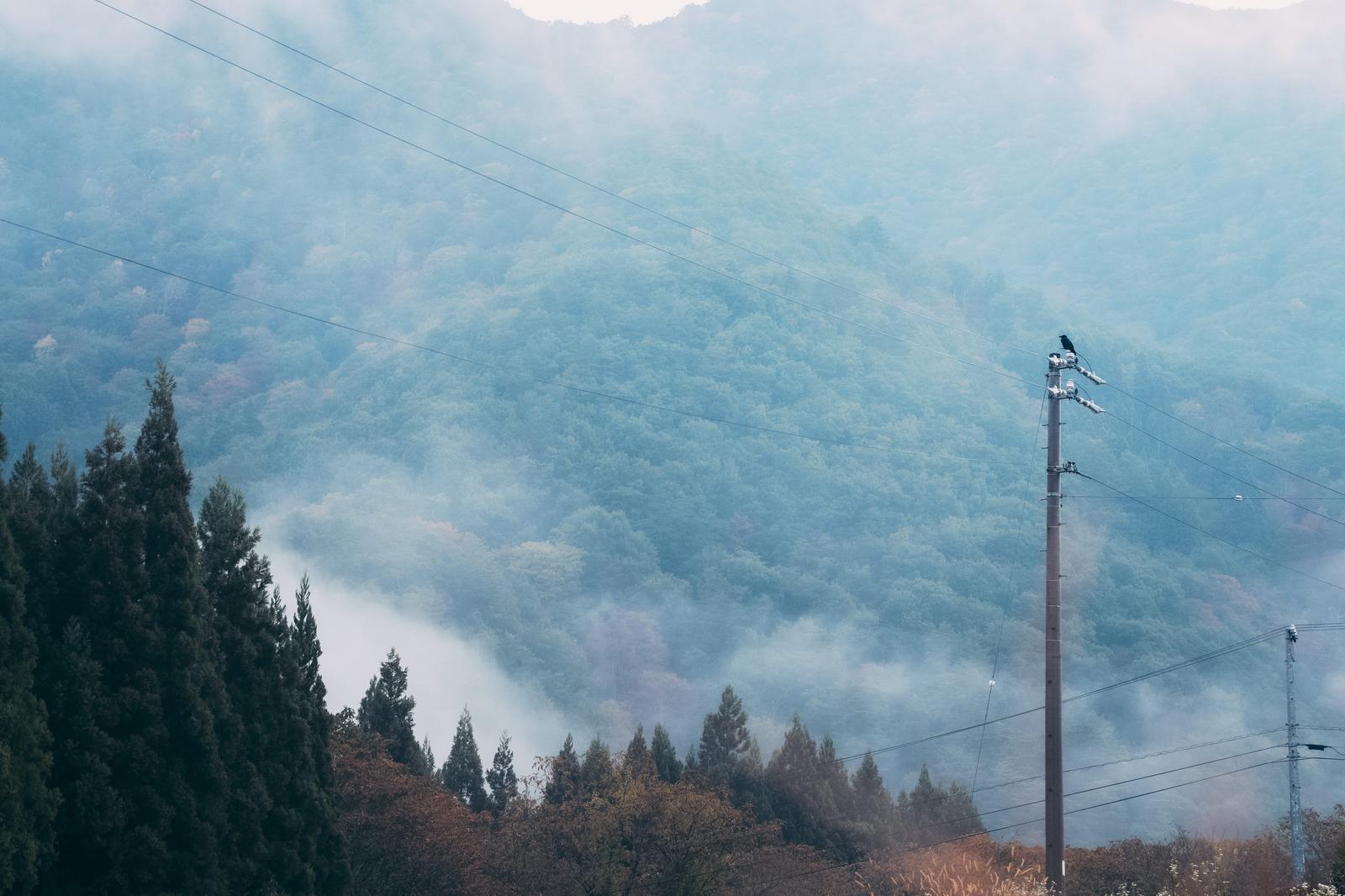霧の立ち込める山中の電柱の上に、黒いカラスがとまっている写真