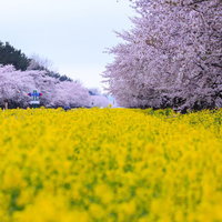 満開の桜と菜の花が咲く春の境界線の写真