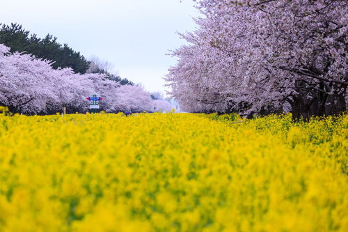 満開の桜と菜の花が咲く春の境界線