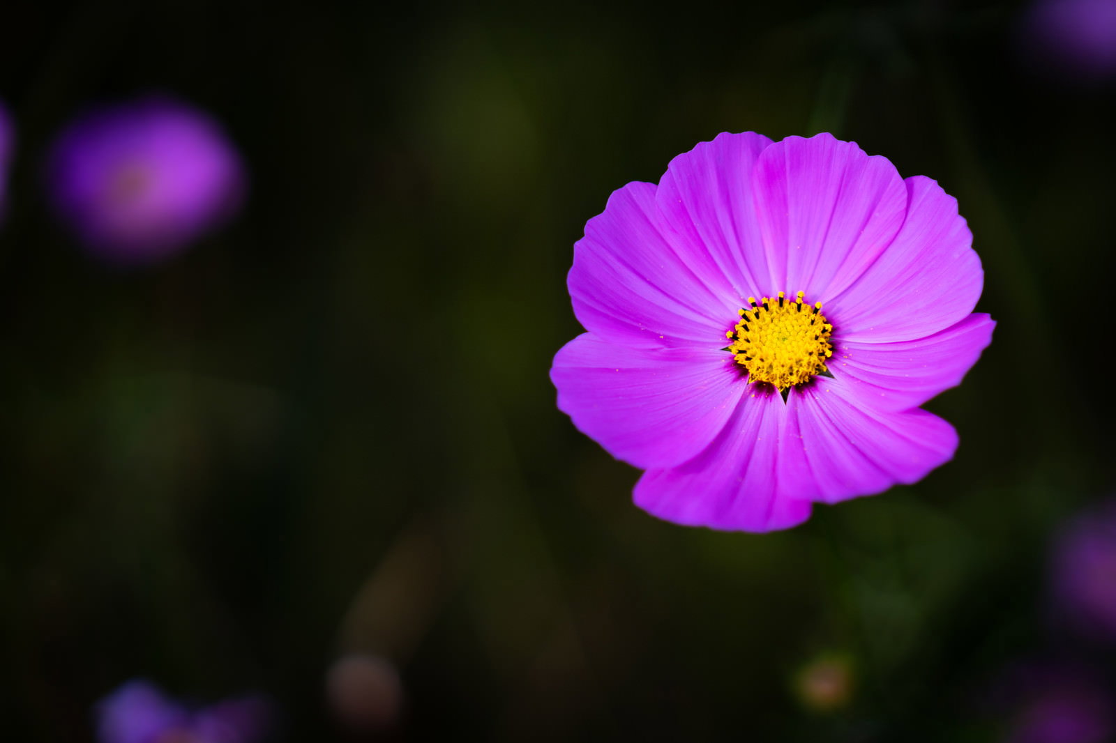 緑の背景にぼけ効果で映えるピンク色のコスモスの花
