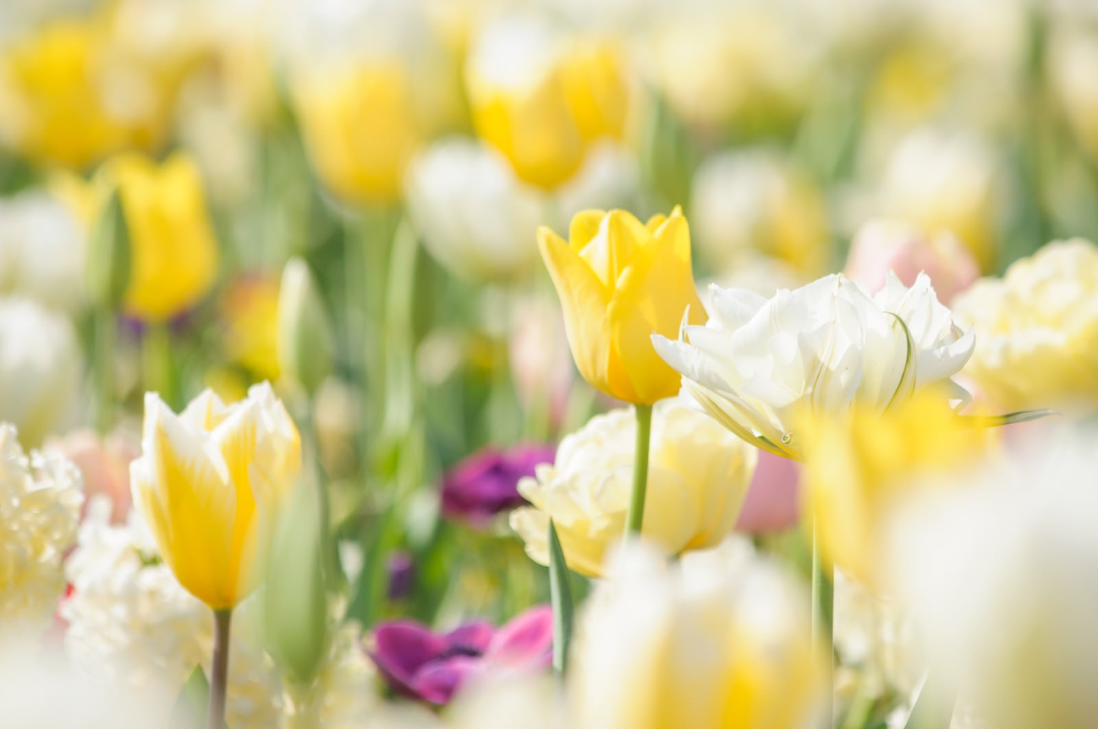 春の花壇に咲く黄色や白、紫のチューリップ