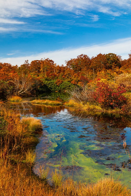 泥炭のシラタマノキ湿原の秋景色 紅葉が彩る湿地帯