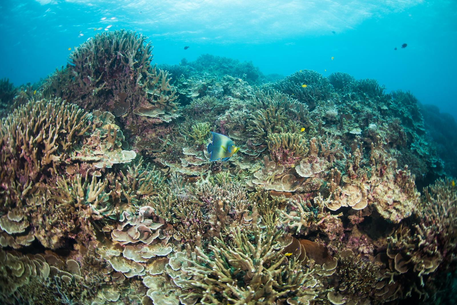 沖縄の辺野古基地近くのサンゴ礁で、色とりどりの枝状サンゴと黄色い魚が泳ぐ海中風景