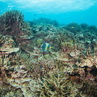 辺野古基地の近くのサンゴ礁の写真