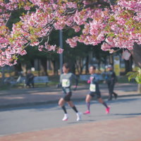 満開の桜の季節に道を走るランナーたちのマラソン大会の写真
