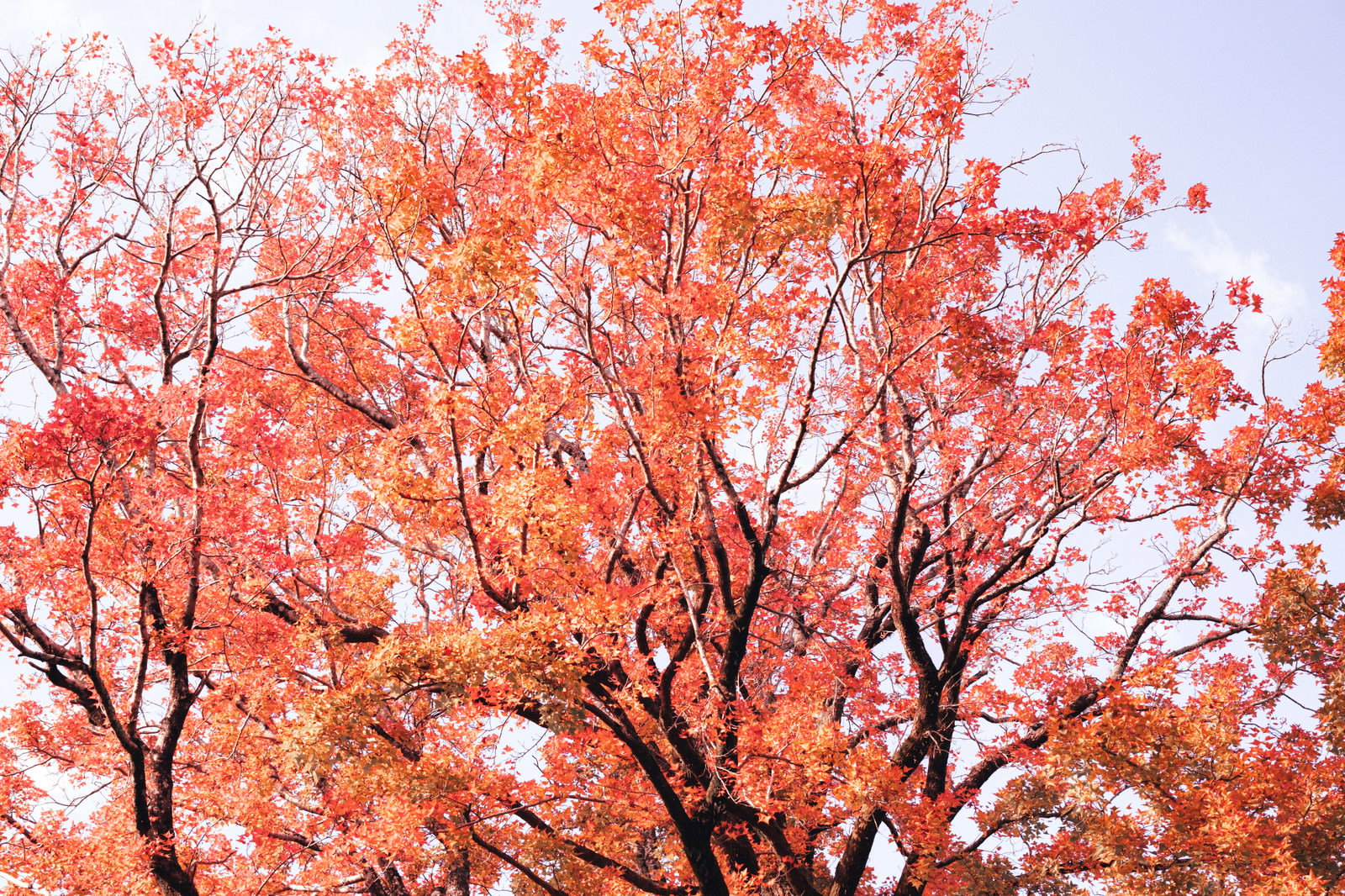オレンジや赤に紅葉した木々の枝葉が空に向かって広がる様子