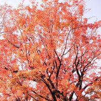 秋の紅葉に染まる木々の枝が空に向かって広がる風景の写真