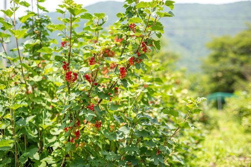 観光農園に鈴なりに実るレッドカラント（赤スグリ）